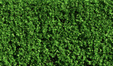Fototapeta Desenie - abstract green hedge as wallpaper background - 3D Illustration