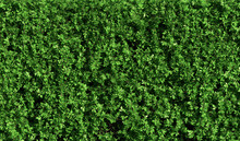 Abstract Green Hedge As Wallpaper Background - 3D Illustration