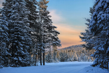 Poster - Snowy winter forest