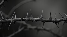 Close Up Of Thorns     