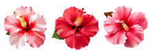 Isolated Illustration Of Red Hibiscus Flower. Created With Generative AI