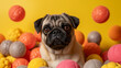 An amusing close-up portrait of a Pug surrounded by squeaky toys in a studio filled with vibrant yellows and oranges Generative AI