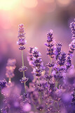 Fototapeta Lawenda - An Elegant Lavender Landscape, spring art