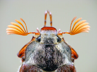 Wall Mural - Macrophotograph of the head of a male June beetle or cockchafer Melolontha melolontha, showing its lamellate (fan-leaved) antennae.