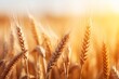 Beautiful golden wheat field sunset harvest macro view banner autumn agriculture landscape scene