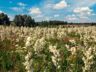 Wall Mural - Flowering Yucca filamentosa against blue sky. Flower nature background