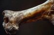 A detailed view of a dog bone. Perfect for pet-related designs or illustrations