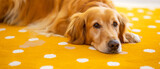 Fototapeta  - Cachorro golden  deitado em um tapete amarelo com bolinhas brancas