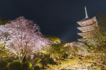 Sticker - 京都 ライトアップされた東寺の夜桜