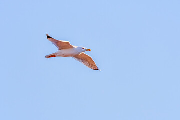 Wall Mural - seagull in flight on the background of the clear sky