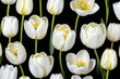 Decorative white tulips isolated on black background