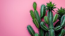 Tall Green Cacti With Spiky Thorns Against A Gradient Pink Background