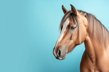 Wall Mural - horse on blue background, copy space for text