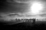 Fototapeta Na sufit - misty morning landscape