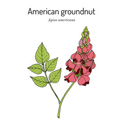 Wall Mural - American groundnut, or potato bean (Apios americana), edible and medicinal plant