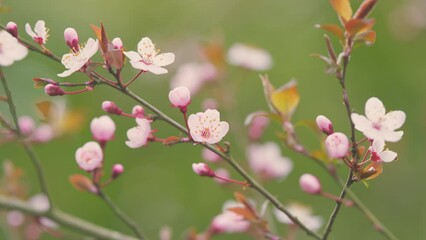 pink sakura flowers on a branch at sunny day. full bloom a spring season. pink flowers on a spring t