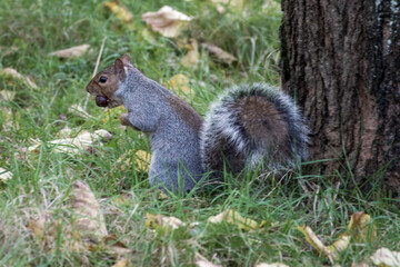 Wall Mural - grey squirrel by the trunk of a tree with a nut in mouth