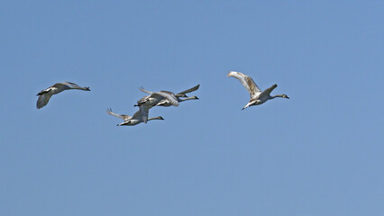 Sticker - small flock of immature mute swans in flight