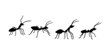 Ant Silhouette Design. Small Animal Sign And Symbol.