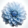 Light blue flower on a white background