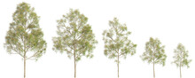 3d Illustration Of Set Grevillea Robusta Tree Isolated On Transparent Background