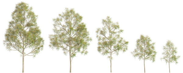 3d illustration of set Grevillea robusta tree isolated on transparent background