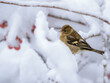 © manfredxy - Female chaffinch sitting on a snow covered tree