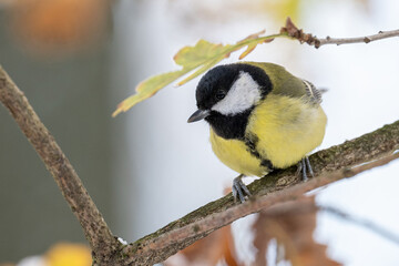 Wall Mural - Great tit on a branch in winter.