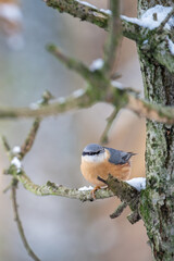 Wall Mural - Woodpecker on a branch in winter with snow.