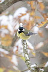 Wall Mural - Great tit on a branch in winter with snow.