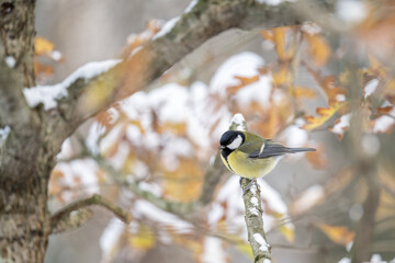 Wall Mural - Great tit on a branch in winter with snow.