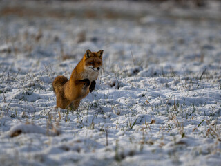 Sticker - Fuchs