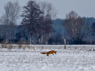 Canvas Print - Fuchs