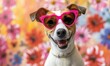 Happy Jack Russell Terrier Dog wearing pink heart-shaped sunglasses on a floral background. Spring.