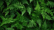 Verdant Serenity: A Lush Green Foliage Background, Fern Leaves, Leaf