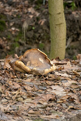 Canvas Print - Mushroom growing in fallen leaves.