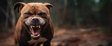 Fototapeta  - Angry dog snarling at the camera. Aggressive dog shows dangerous teeth. Generative AI