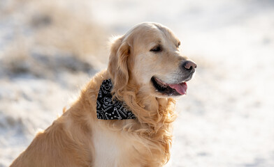 Wall Mural - Golden Retriever Dog Poses For A Winter Portrait