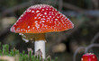 Pięknie rozwinięty kapelusz - o czerwonej wyrazistej barwie - nakrapianego grzyba  - muchomora czerwonego (Amanita muscaria) rosnący na dnie lasu.