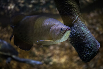 Canvas Print - Baramundi a northern fish grown under the surface.