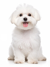 Happy maltese bichon dog  sitting looking at camera, isolated on all white background