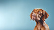 © jcalvera - Lovely Vizsla dog looking at a blank space on a blue background. copy space