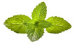 Peppermint leaves isolated on transparent background. Mint leaves top view.