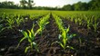 Time Lapse: Rows of corn plants germinate and grow in a field    