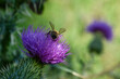Eine Biene auf einer lila Distel. Man sieht den Hinterleib und die Flügel des insekt. Makro teilausschnitt einer Distelblüte, weiches Bokeh mit weiterer Distel