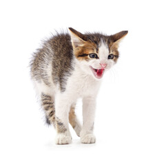 Canvas Print - Gray little kitten screaming.