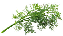 Sprig Of Dill Isolated On White Background