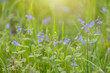 Niebieskie polne kwiaty na rozmytym tle, sezon wiosenny