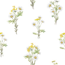 Seamless Pattern Watercolor Daisy And Tansy. Hand Drawn Illustration Of Chamomile. Bouquet Of White Blossom Flowers On Isolated Background. Drawing Botanical Clipart Invitation Cards. Paint Wildflower