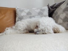 White Cute Bichon Dog Sleeping On A Pillow. Slovakia